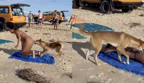 VIDEO: Tourist bitten on buttocks by Dingo While sunbathing in Australia