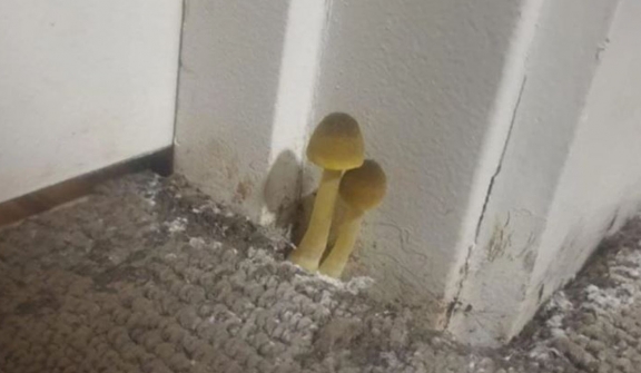 Man requests help after discovering mushrooms growing outside his bathroom