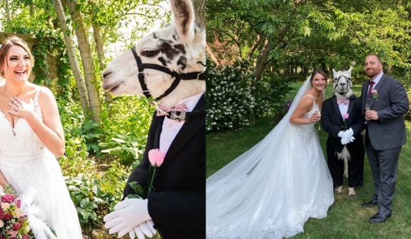 Llama dressed like groomsman at wedding delights guests at New York wedding