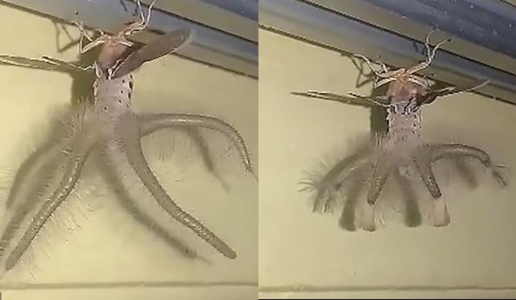 Man stunned after spotting a bizarre 'alien-like' winged creature crawling across the ceiling