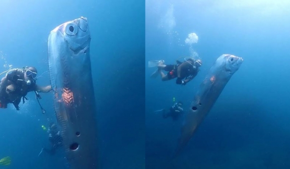 Divers encounter enormous ‘doomsday fish’ with mysterious wounds off the coast