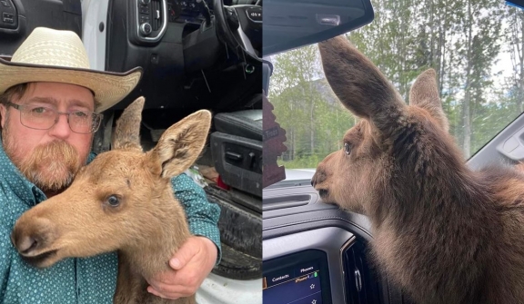 Canadian man fired from his job for saving baby moose from hungry bear 