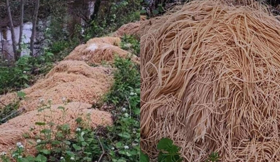 Mystery of 500 lbs of cooked pasta dumped scattered in New Jersey forest is finally solved