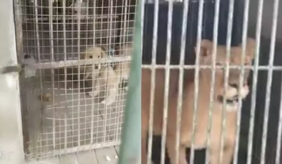 Chinese zoo allegedly tried to pass off Golden Retriever as a lion after denying the bear is a human in costume