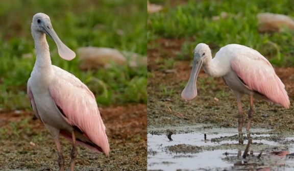 Rare bird spotted for the first time in Wisconsin almost 180 years