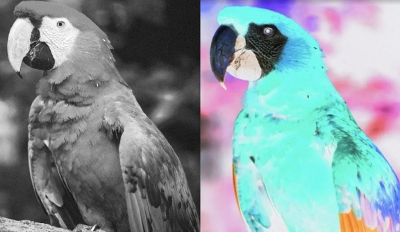 Optical illusion baffles as it asks you to look at the parrot's eye for 15 seconds – what color do you see?
