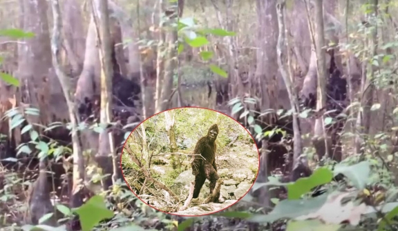 Video of ‘Bigfoot’ in Mississippi woods, photos 'of mythical creature' send fans wild