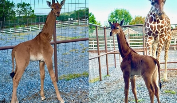 Rare spotless giraffe born at Bright's zoo -  believed to be only one in the world