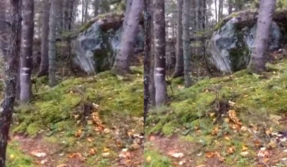 VIDEO: Forest floor starts creepily 'breathing', leaving numerous users baffled