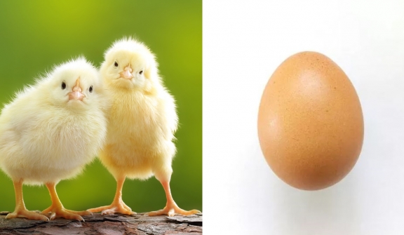 Scientists say they've finally cracked what came first the chicken or the egg?