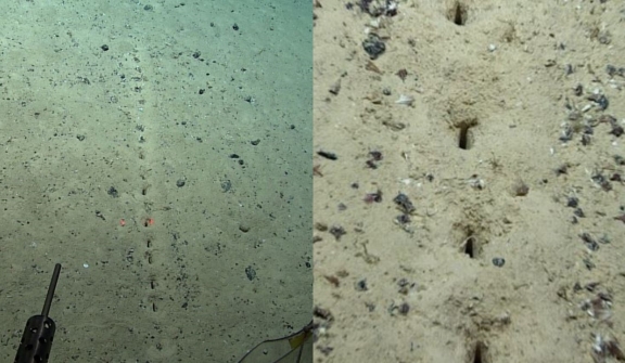 Scientists stumped by mystery ‘perfectly aligned’ holes at the bottom of the sea