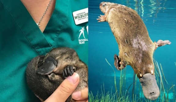 What is the name of the baby platypuses? 