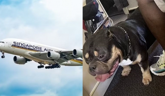 Couple demand refund after being sat next to dog who 'snorted and farted' for 13 hours on flight