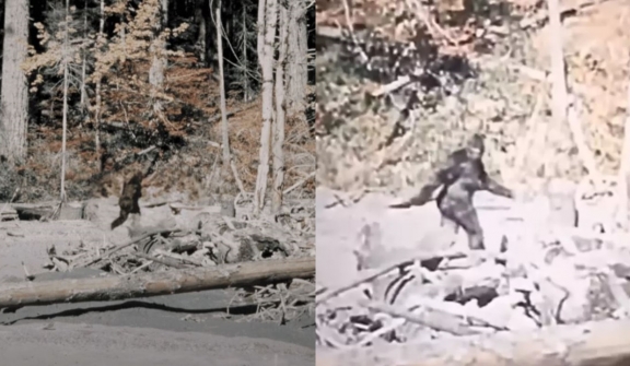 Steady footage of unidentified subject filmmakers believe to be Bigfoot