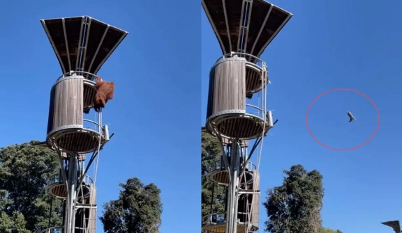 Orangutan evicts unwanted possum out of enclosure at zoo by launching it off-platform