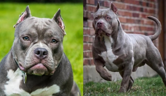 Here's the reason why American XL bully dogs are set to be banned