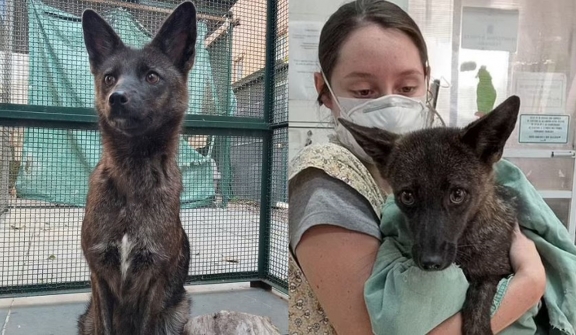 World's first known hybridization between a dog and a pampas fox
