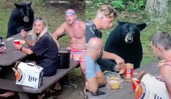 Wild black bear wanders into camp begging for food