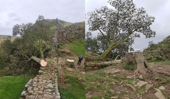 Boy, 16, arrested after world-famous Sycamore Gap tree  was 'deliberately' cut down 