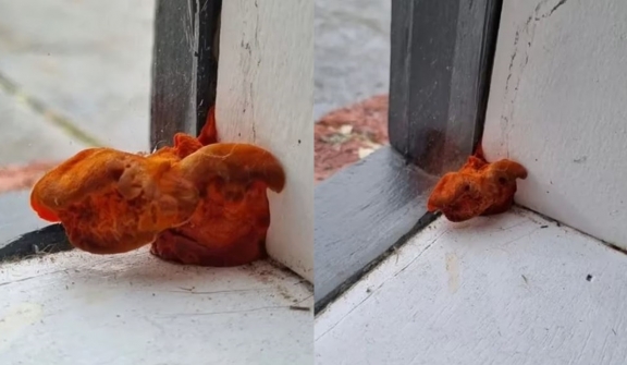 ‘Freaked out’ tenant asks for help after spotting a bizarre orange object growing inside hom