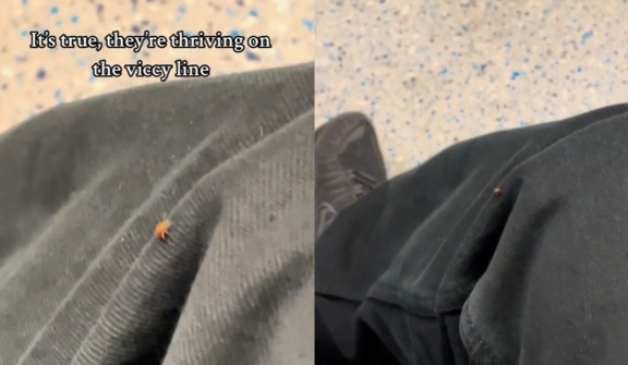 Bed bug is spotted on tube passenger's leg amid fears