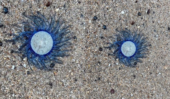 Mystery sea creature, resembling a “blue button” leaves beachgoers in a panic due to its 'alien-like' appearance