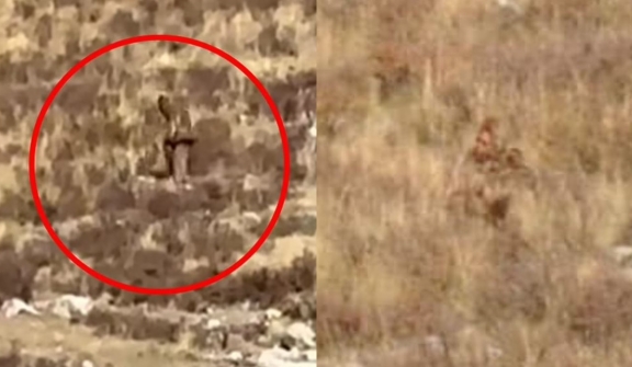 Train passengers stunned after spotting 'Bigfoot' walking through Shrubs on rural Colorado mountain