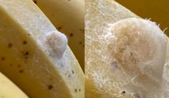 Banana split! mother is stunned after discovering cluster of eggs on Asda bananas 