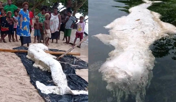 Expert baffled after spotting mysterious 'mermaid globster' washed up in Papua New Guinea