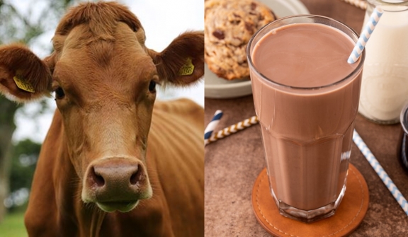 A worrying number of Americans actually believe chocolate milk comes from brown cows