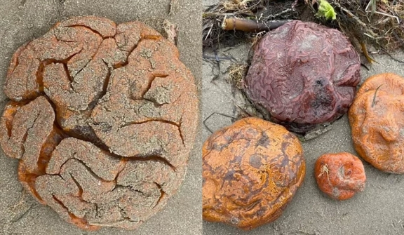 Beachgoer stunned after discovering bizarre brain-like blobs on a beach