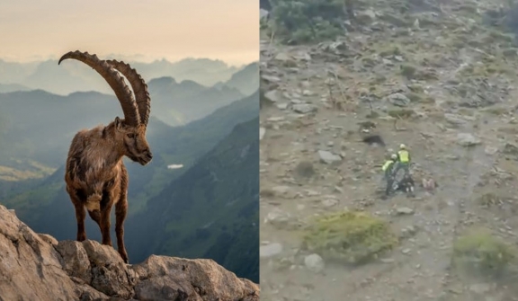 Mountain goat pushes hiker off a cliff, and knocks her friend unconscious