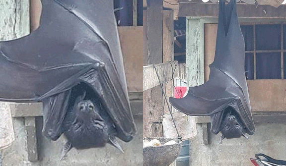 Man stunned after spotting 'human-sized bat'