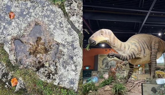  Jogger stunned after spotting footprint of Jurassic dinosaur dating back 140 million years 