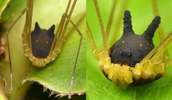  Bizarre arachnid with the head of a dog spotted in rainforest