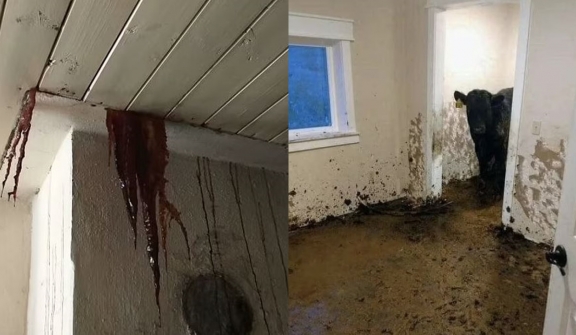 Property inspectors share the worst homes, they are stunned by what they see