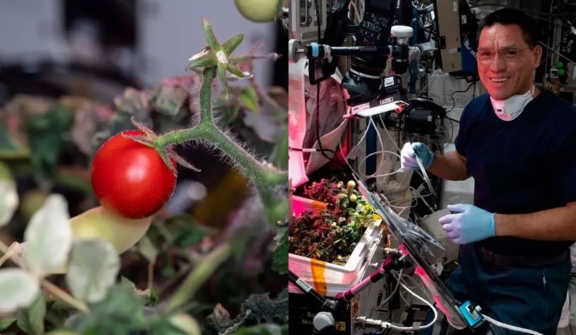 Mystery of tomato ever grown in space that went missing has finally been resolved