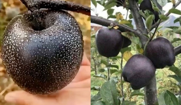  Black Diamond Apple: Rare gem of health