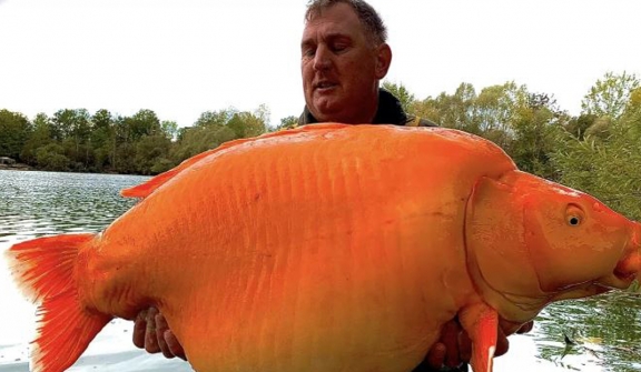 Fishermen catch giant 'golden carp' weighing as much as a 10-year-old child