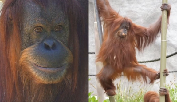 Beloved 45-year-old Sumatran orangutan passed away 