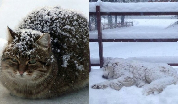 20+ times animals saw snow for the first time and look at their expressions 