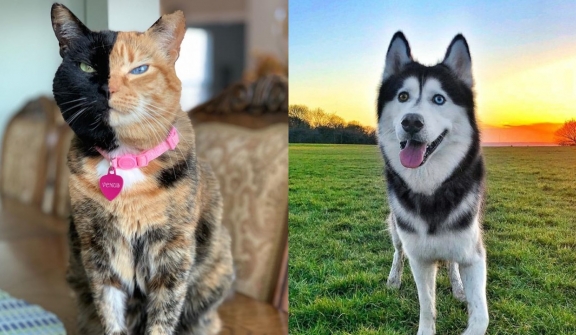 13+ animal photos show that color expert