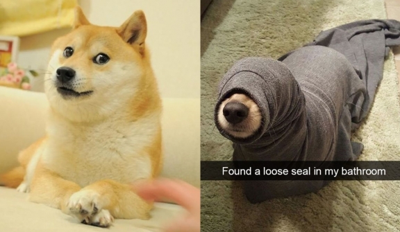 15+ 'dog memes' that have no right to be this funny 