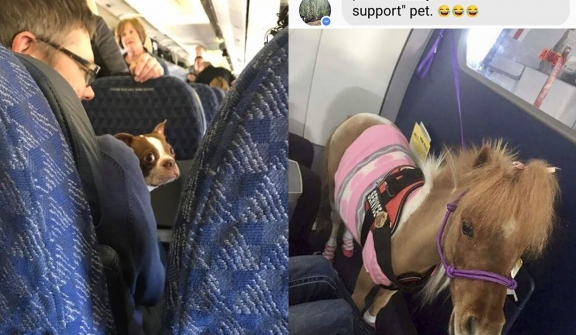 15+ funny moments pets attend on plane for the first time