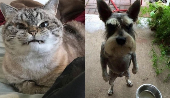 14+ Animals that look so angry but will make you love them to bits