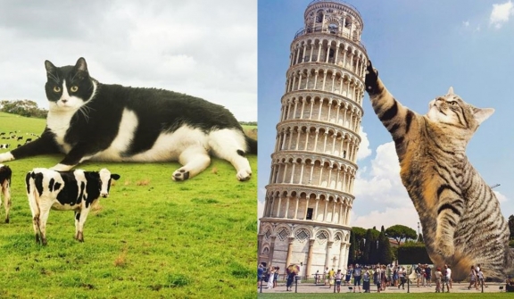 20+ Photoshop cats transformed into giants that dominate the whole world