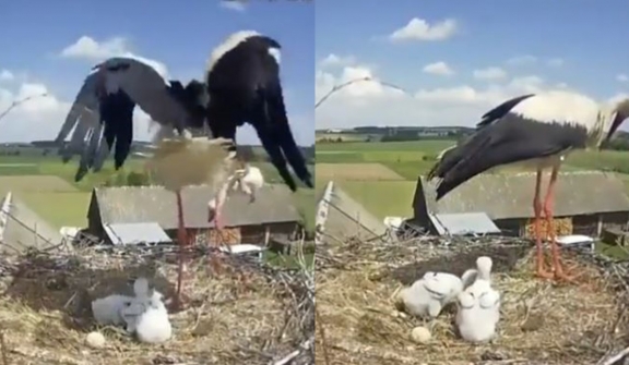 Heartbreaking moment: Stork gives up its own chick to increase survival chances of other babies