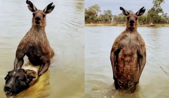 Man fights off 7-foot kangaroo to rescue his dog 