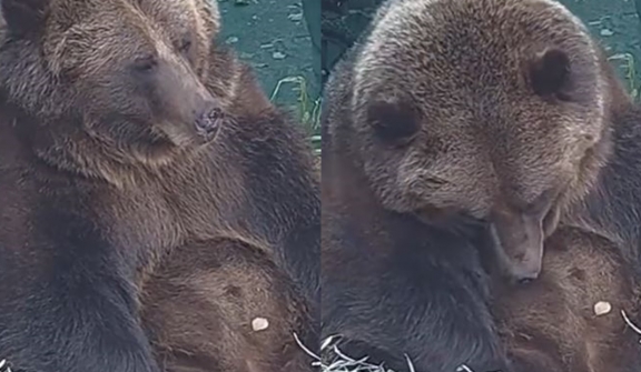 An adorable video shows a bear struggling to stay away as hibernation season approaches