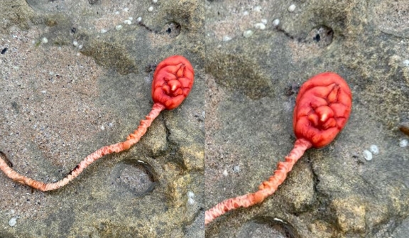 Beachgoers baffled after spotting a mysterious sea creature that looked like an 'alien-like' appearance